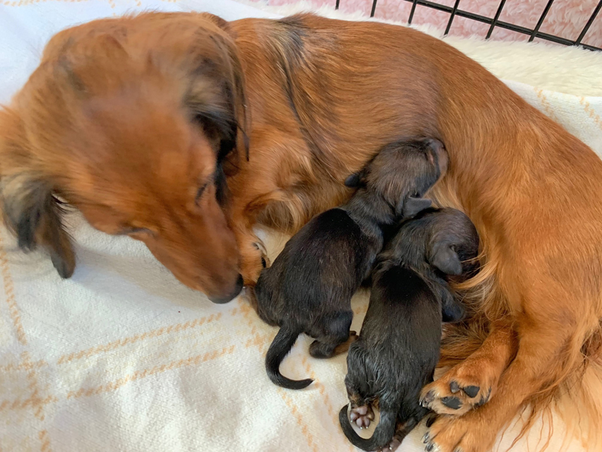 カニンヘンダックスフンド トワ 1/13出産しました カニンヘンダックスフンド トワ 1/13出産しました