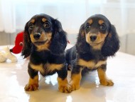 dachshund01 dachshund01