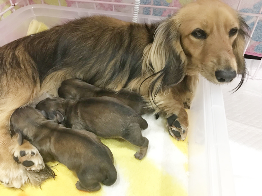 dachshund01 dachshund01