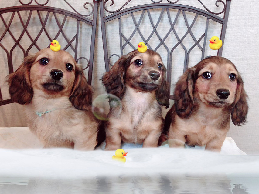 ミニチュアダックスフンド ララ & 竹千代の子犬 レッド 男の子（1）（2）（3）