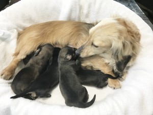 ダックスフンド カニンヘン ティアラ 4/7出産しました
