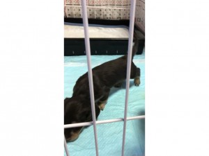 カニンヘンダックスフンド キキ.mh 2017年5月13日 子犬の出産