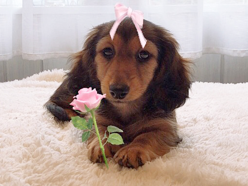 カニンヘンダックスフンド レイcs & ジャンの子犬 レッド 女の子 カニンヘンダックスフンド レイcs & ジャンの子犬 レッド 女の子