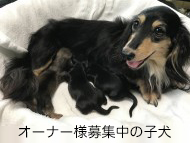 dachshund0122-190x143 dachshund0122-190x143