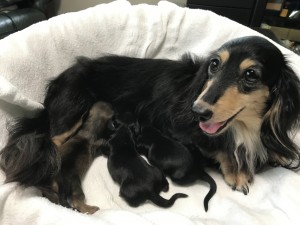 カニンヘンダックスフンド ロングヘアード グリム　6/28出産しました