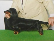 dachshund01