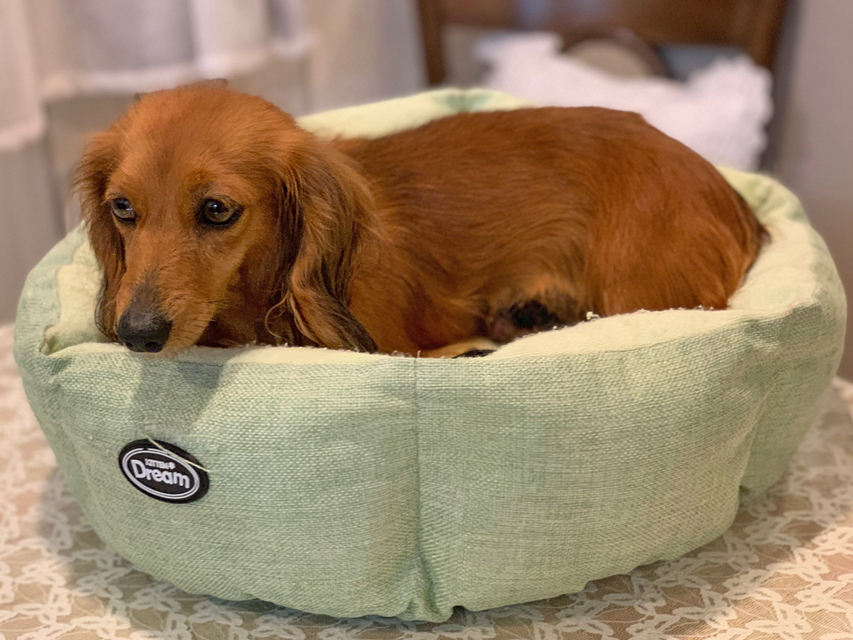 カニンヘン ダックスフンド チャバ 3月18日 子犬の出産 カニンヘン ダックスフンド チャバ 3月18日 子犬の出産