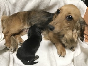 カニンヘンダックスフンド クム.2　7/19出産しました