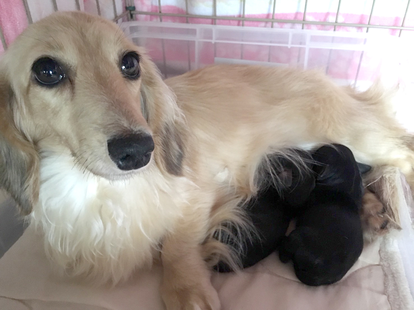 ダックスフンド シェリー.cs 8/10出産しました ダックスフンド シェリー.cs 8/10出産しました