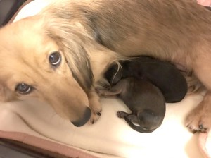 ダックスフンド カニンヘン ふたば　8/15出産しました