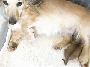 ダックスフンド カニンヘン エンジェル 4/10出産しました