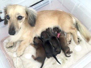 カニンヘンダックスフンド シャーロット.cs 8/16出産しました