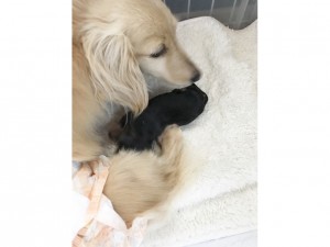 ダックスフンド カニンヘン エリカ 4/15出産しました ブラクリ女の子