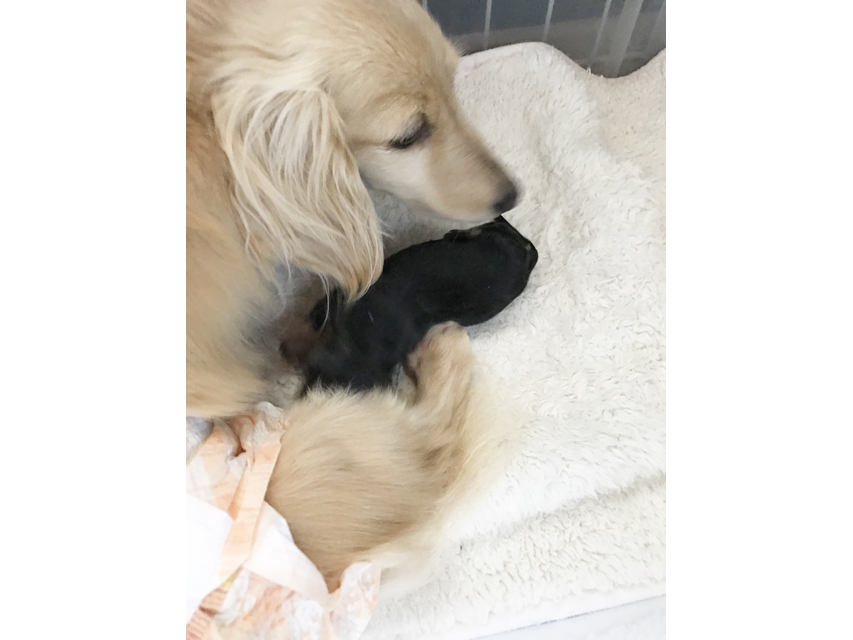 ダックスフンド カニンヘン エリカ 4/15出産しましたブラクリ女の子 ダックスフンド カニンヘン エリカ 4/15出産しましたブラクリ女の子