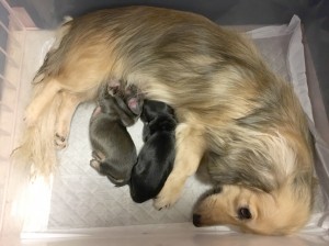 カニンヘンダックス エルサ　9/12出産しました