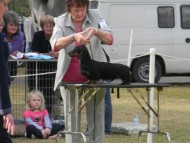 フレディのお父さん AUST. SUP.CH. GRAEDON TIME F SUCCESS