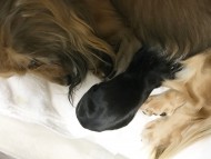 ダックスフンド カニンヘン キュリ 4/19 出産しました