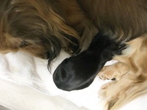 ダックスフンド カニンヘン キュリ 4/19 出産しました