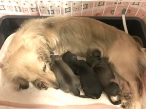 カニンヘンダックスフンド ロングヘアード わかば　11/1出産