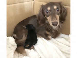 ダックスフンド カニンヘン アン.hb　10/30出産しました