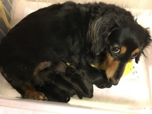 カニンヘンダックスフンド いちご　12/20出産しました