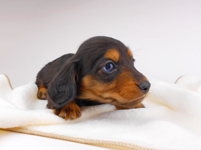 ミニチュアダックスフンド サリーアン & ジムの子犬 ブラタン 男の子dachshund016 ミニチュアダックスフンド サリーアン & ジムの子犬 ブラタン 男の子