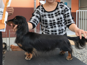 ミニチュアダックスフンド フレディ ロングヘアード ブラックタン