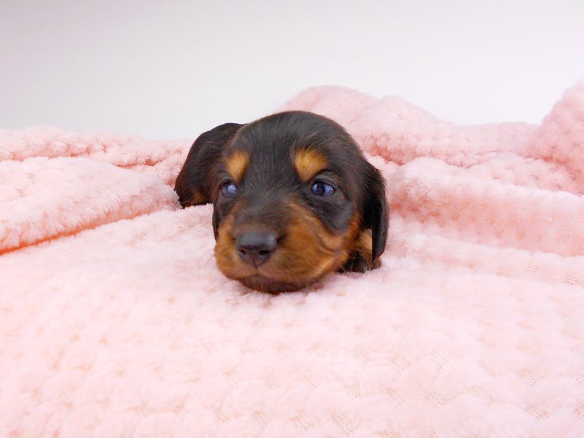 ミニチュアダックスフンド サリーアン & ジムの子犬 ブラタン 男の子 お写真初登場