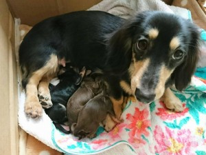 カニンヘン ダックスフンド ビオラ.hb 4/29 出産しました