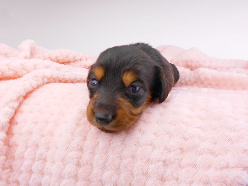 ミニチュアダックスフンド サリーアン & ジムの子犬 ブラタン 男の子 お写真初登場