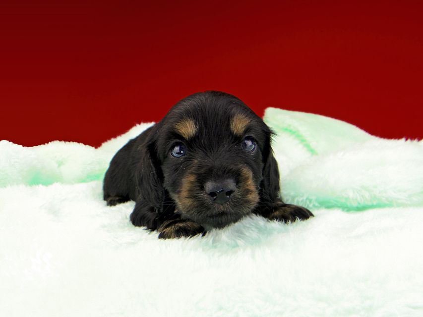 カニンヘンダックスフンド ジャム & ブルースの子犬 ブラックイエロー(ブラッククリーム) 男の子(1)dachshund019 カニンヘンダックスフンド ジャム & ブルースの子犬 ブラックイエロー(ブラッククリーム) 男の子(1)