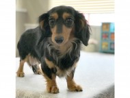 dachshund01