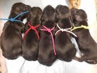 dachshund02 dachshund02