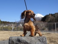 dachshund02 dachshund02