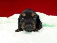 dachshund023