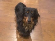 dachshund02 dachshund02