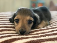 dachshund02