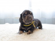 dachshund024 dachshund024