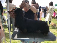 dachshund02 dachshund02