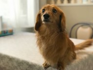 dachshund02 dachshund02