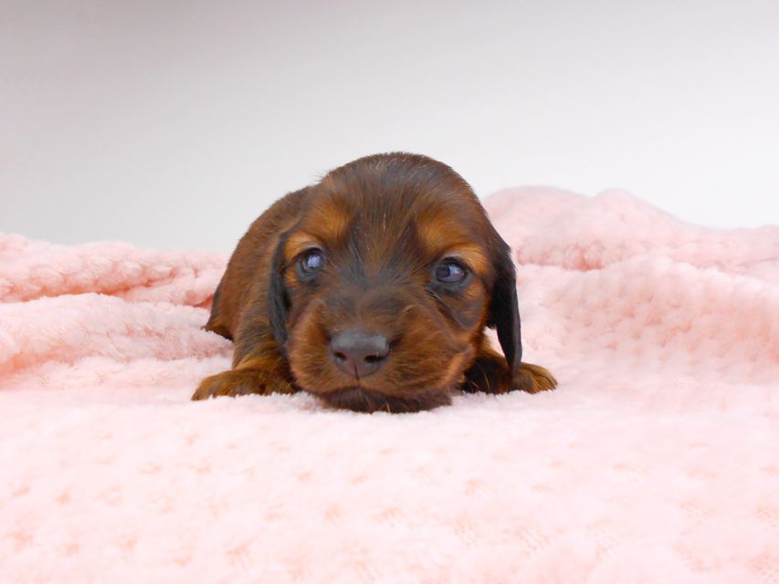 ミニチュアダックスフンド サリーアン & ジムの子犬 レッド 男の子（1） お写真初登場