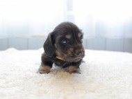 dachshund025 dachshund025