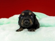 dachshund025