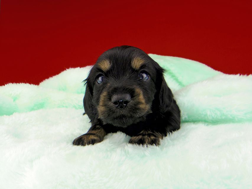 カニンヘンダックスフンド ジャム & ブルースの子犬 ブラックイエロー(ブラッククリーム) 男の子(1)dachshund025 カニンヘンダックスフンド ジャム & ブルースの子犬 ブラックイエロー(ブラッククリーム) 男の子(1)