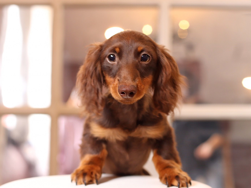 カニンヘンダックスフンド ベベ & ジャックの子犬 チョコタン 男の子（1）