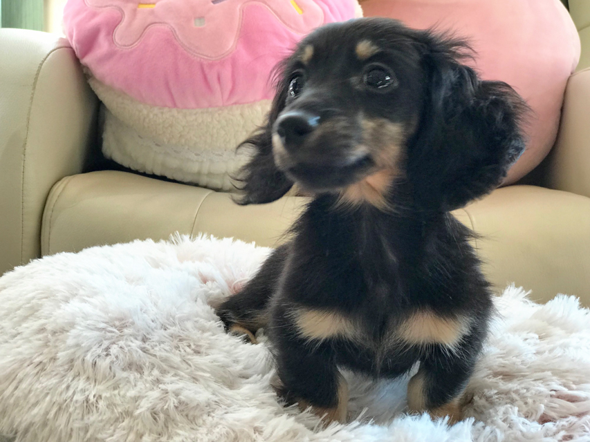 カニンヘンダックスフンド ペコ & ナイトの子犬 ブラックイエロー（ブラッククリーム） 女の子（2）