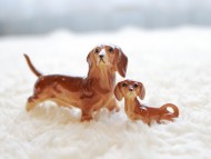 dachshund026 dachshund026