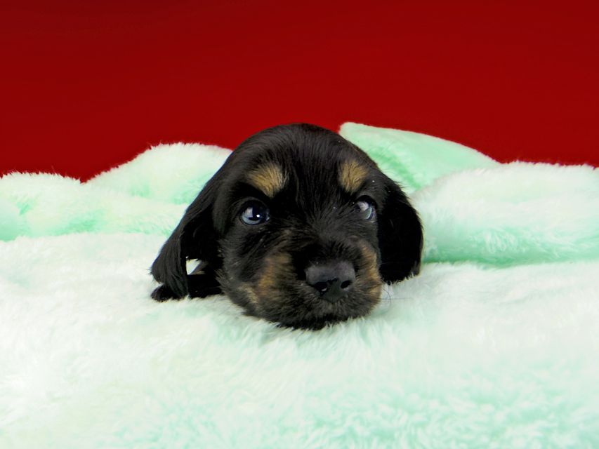カニンヘンダックスフンド ジャム & ブルースの子犬 ブラックイエロー(ブラッククリーム) 男の子(1)dachshund026 カニンヘンダックスフンド ジャム & ブルースの子犬 ブラックイエロー(ブラッククリーム) 男の子(1)