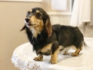 dachshund02