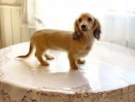 dachshund02